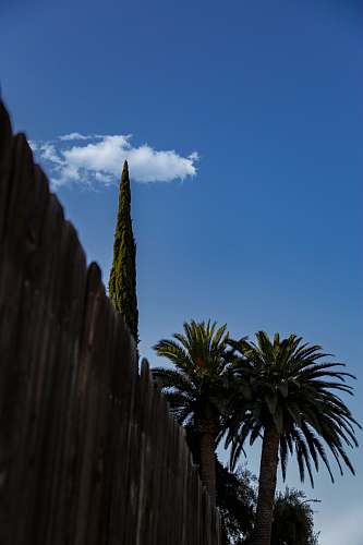 united states green trees near wooden fence plant